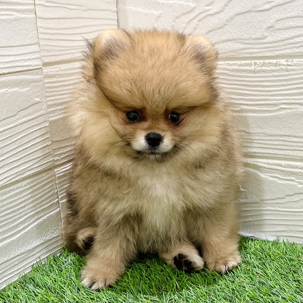 愛知県のポメラニアン (犬の家＆猫の里豊田店/2025年5月14日生まれ/女の子/オレンジ)の子犬の3枚目の画像