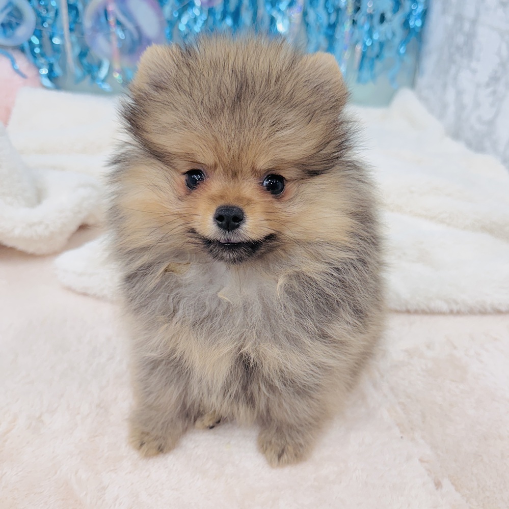 愛知県のポメラニアン (犬の家＆猫の里エアポートウォーク店/2025年5月14日生まれ/女の子/オレンジセーブル)の子犬の1枚目の画像