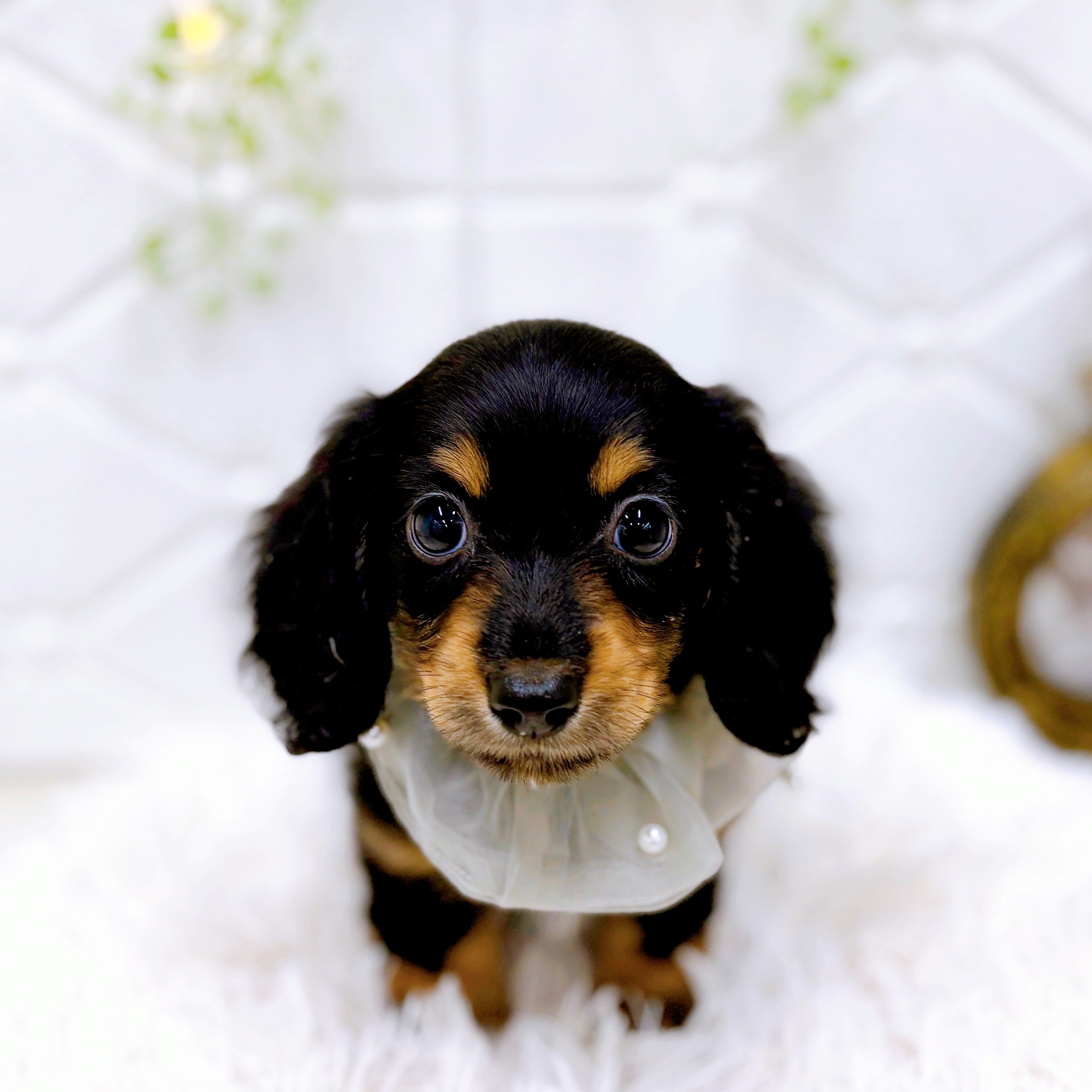 福井県のミニチュアダックスフンド(ロング) (犬の家＆猫の里アミーゴ福井店/2025年5月7日生まれ/男の子/ブラックタン)の子犬の3枚目の画像
