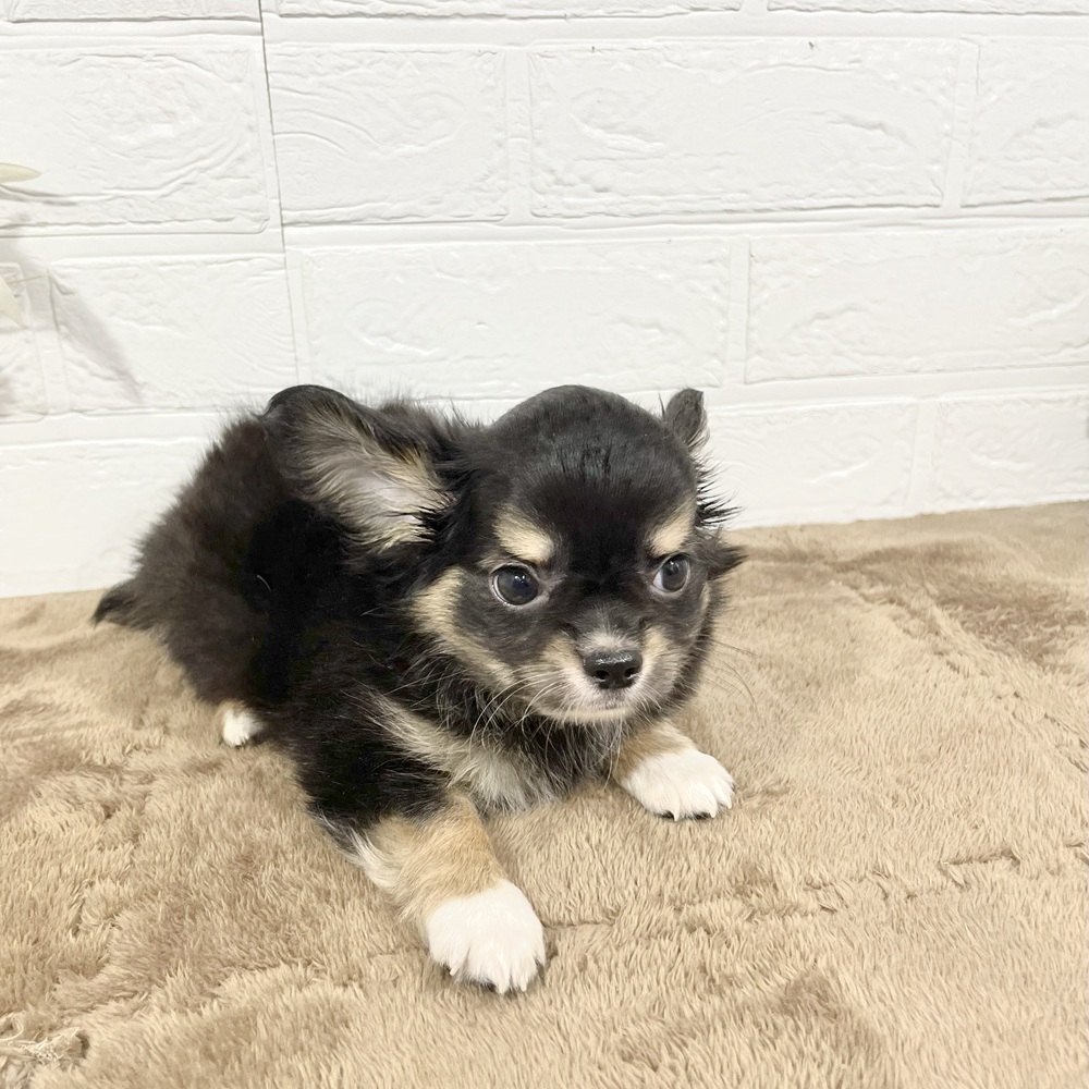 兵庫県のチワワ(ロング) (犬の家＆猫の里ニッケパークタウン加古川店/2025年5月10日生まれ/男の子/ブラックタンホワイト)の子犬の3枚目の画像