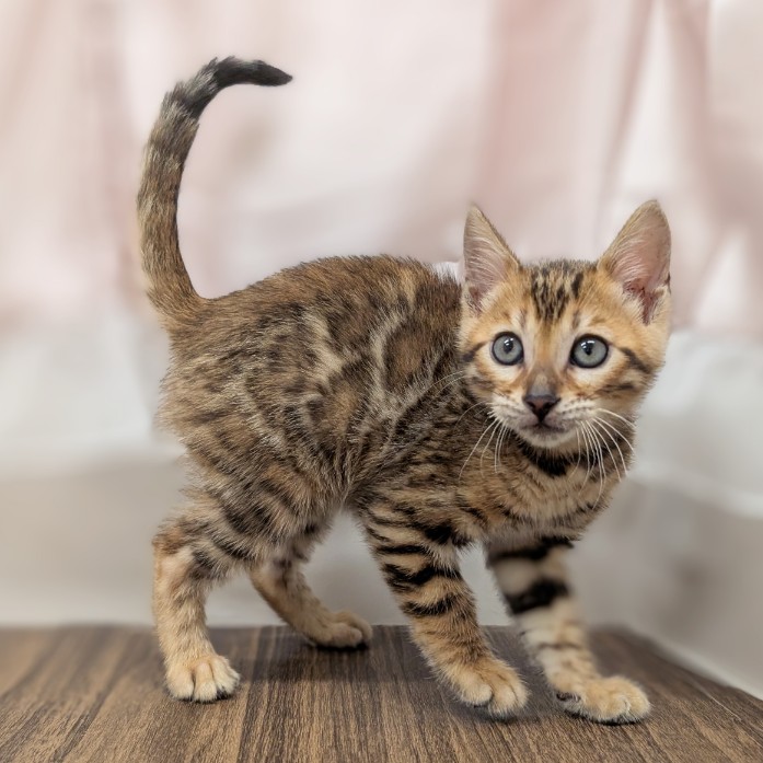 兵庫県のベンガル (犬の家＆猫の里カナート西神戸店/2025年5月13日生まれ/女の子/ブラウンスポットタビー)の子猫の3枚目の画像