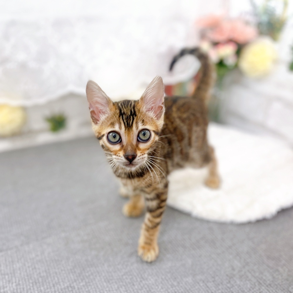 京都府のベンガル (犬の家＆猫の里京都樟葉店/2025年5月13日生まれ/女の子/ブラウンスポットタビー)の子猫の3枚目の画像