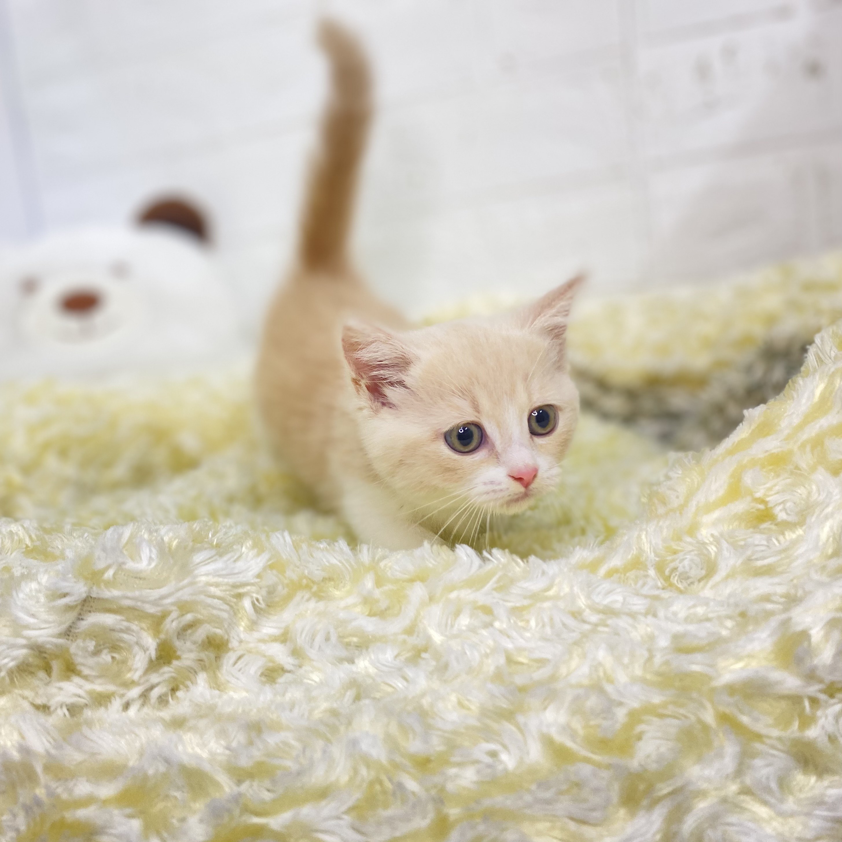 長野県のマンチカン (犬の家＆猫の里長野店/2025年5月15日生まれ/女の子/クリームタビーホワイト)の子猫の3枚目の画像