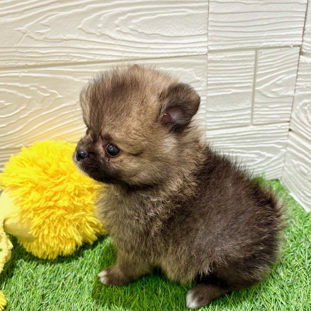 愛知県のポメラニアン (犬の家＆猫の里豊田店/2025年5月20日生まれ/男の子/オレンジセーブル)の子犬の3枚目の画像