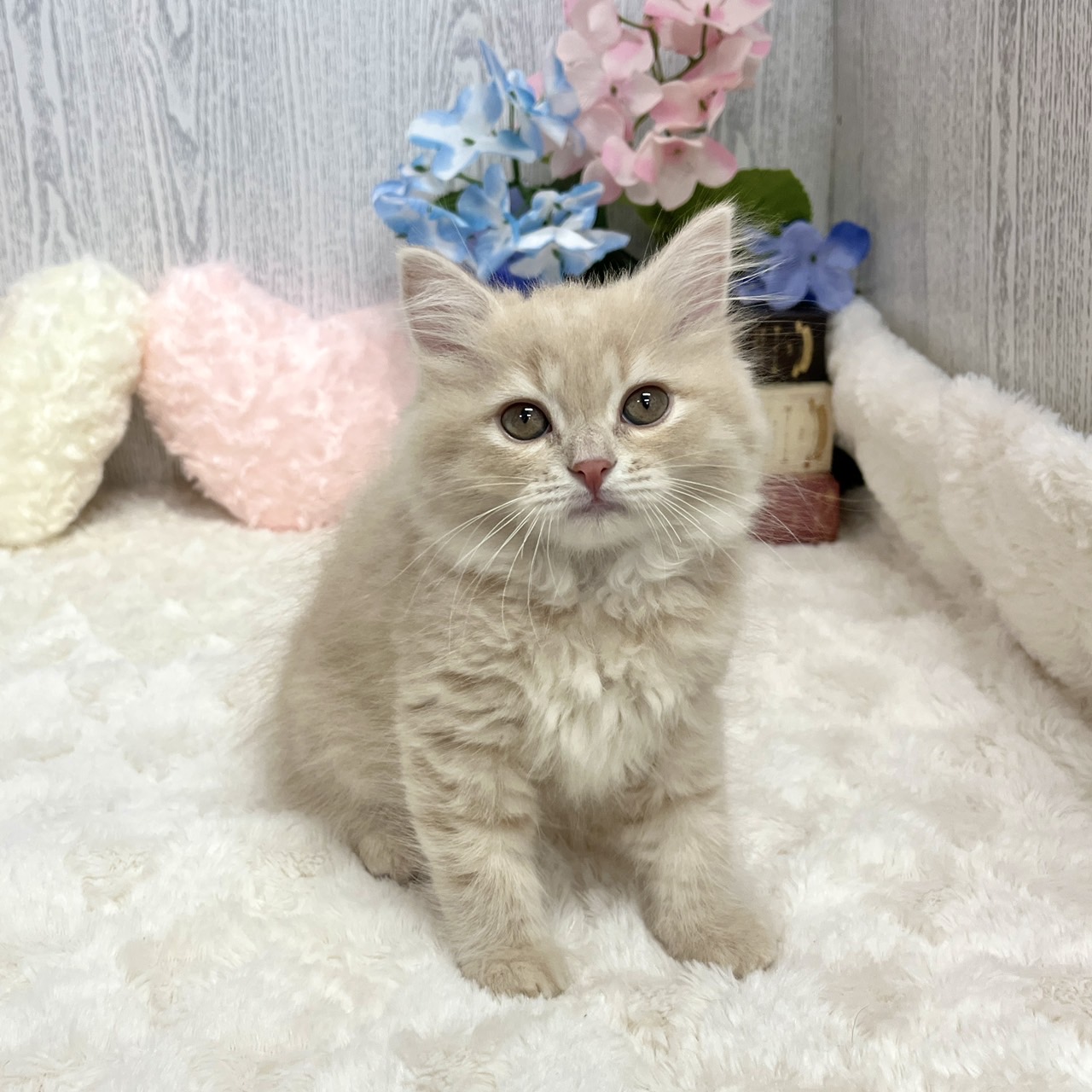 神奈川県のスコティッシュストレート (犬の家＆猫の里相模原店/2025年5月15日生まれ/女の子/クリームタビー)の子猫の3枚目の画像