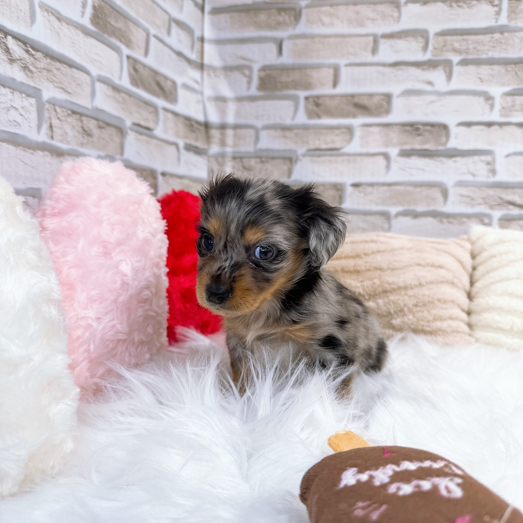 神奈川県のチワックス(チワワ×ダックス) (犬の家＆猫の里元住吉ブレーメン通り店/2025年5月20日生まれ/男の子/シルバーダップル)の子犬の3枚目の画像