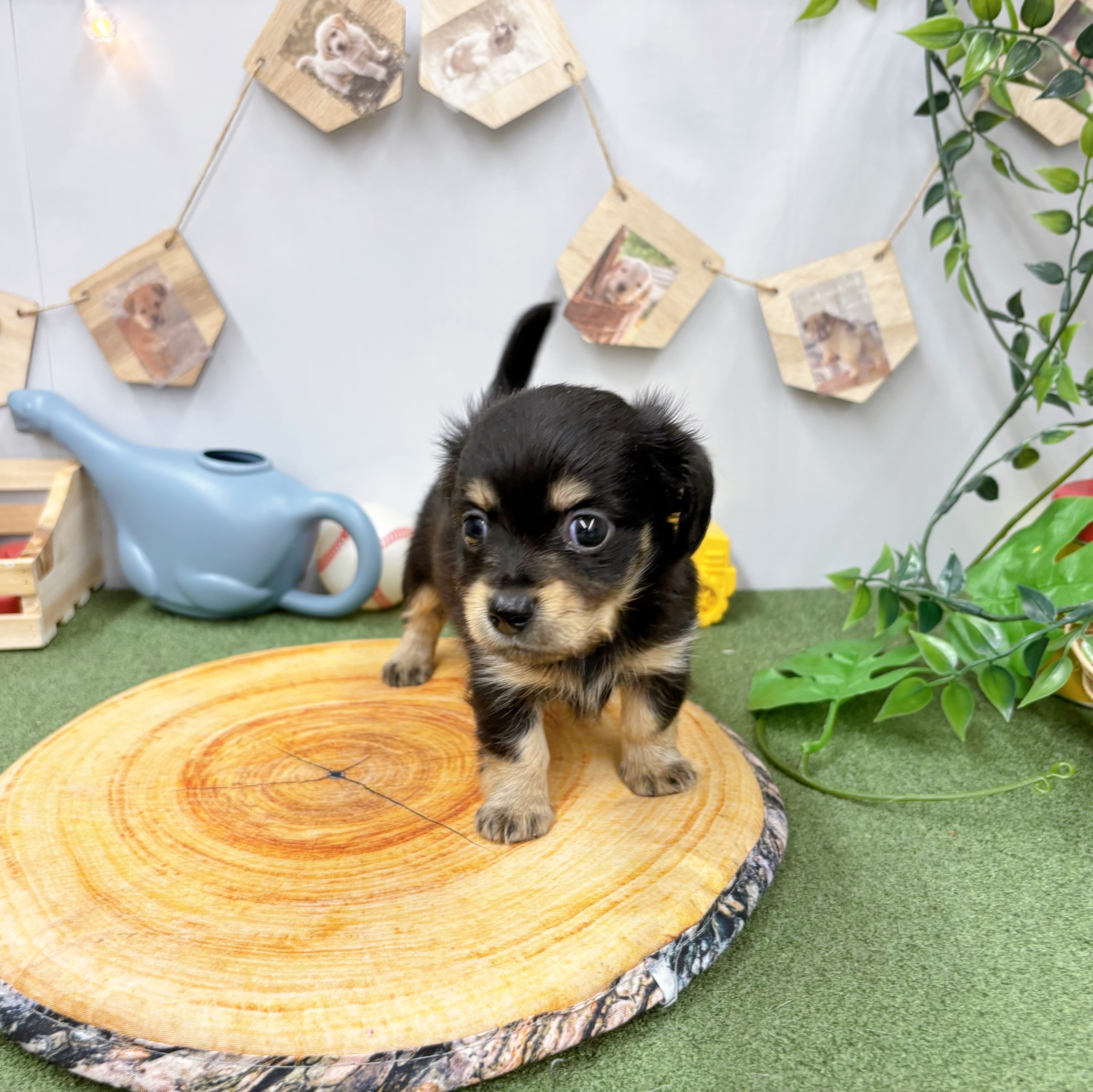 千葉県のチワックス(チワワ×ダックス) (犬の家＆猫の里ワンズモール稲毛店/2025年5月20日生まれ/女の子/ブラックタン)の子犬の3枚目の画像