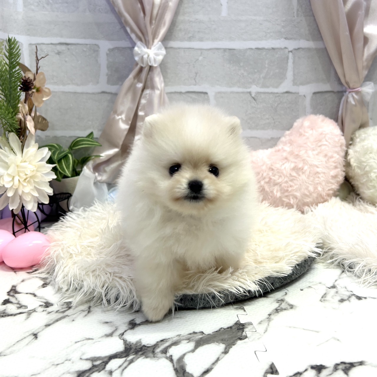愛知県のポメラニアン (犬の家＆猫の里岡崎店/2025年5月20日生まれ/女の子/クリーム)の子犬の3枚目の画像