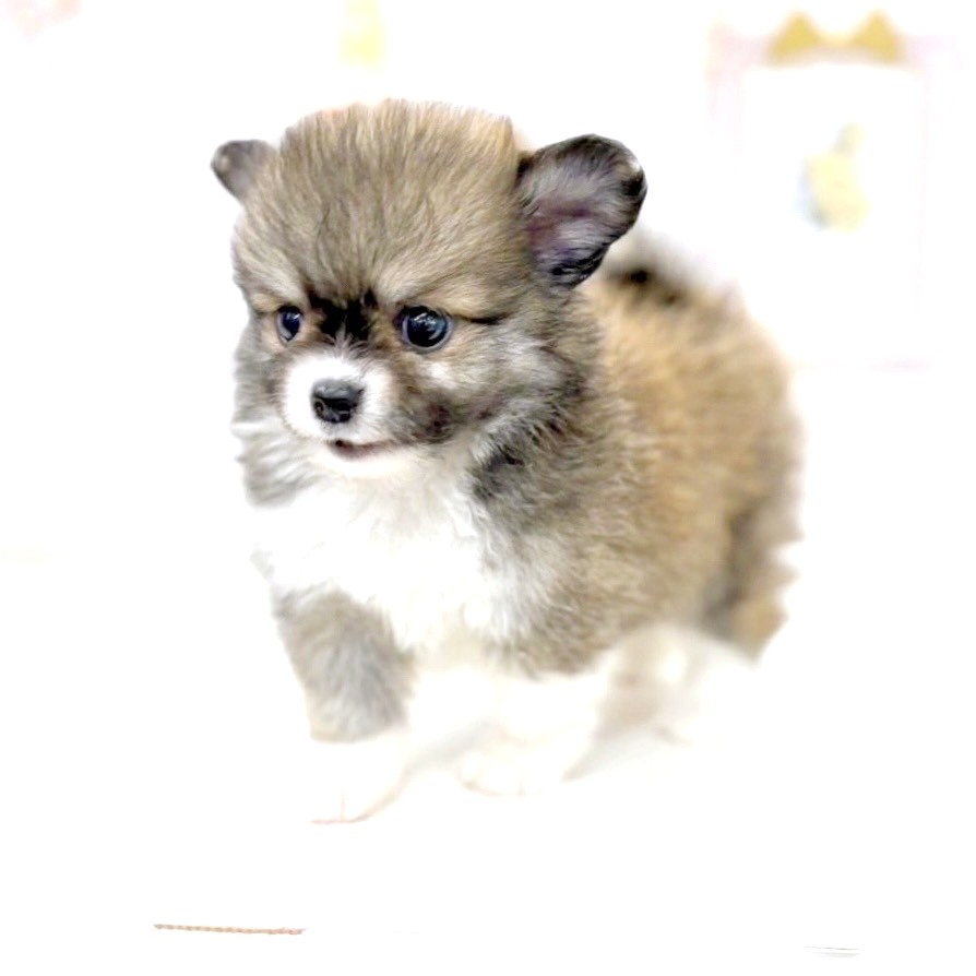 富山県のポメチワ/チワポメ/ポメチー(ポメラニアン×チワワ) (犬の家＆猫の里アミーゴ高岡蓮花寺店/2025年5月19日生まれ/男の子/フォーンホワイト)の子犬の3枚目の画像