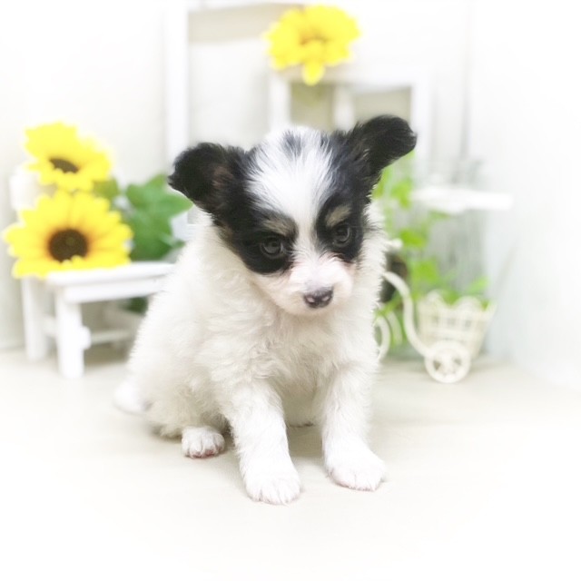 静岡県のパピヨン (犬の家＆猫の里藤枝店/2025年5月18日生まれ/女の子/トライカラー)の子犬の3枚目の画像