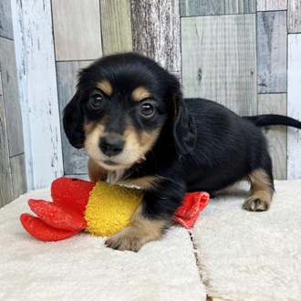 静岡県のミニチュアダックスフンド(ロング) (犬の家＆猫の里マークイズ静岡店/2025年5月15日生まれ/男の子/ブラックタン)の子犬の3枚目の画像