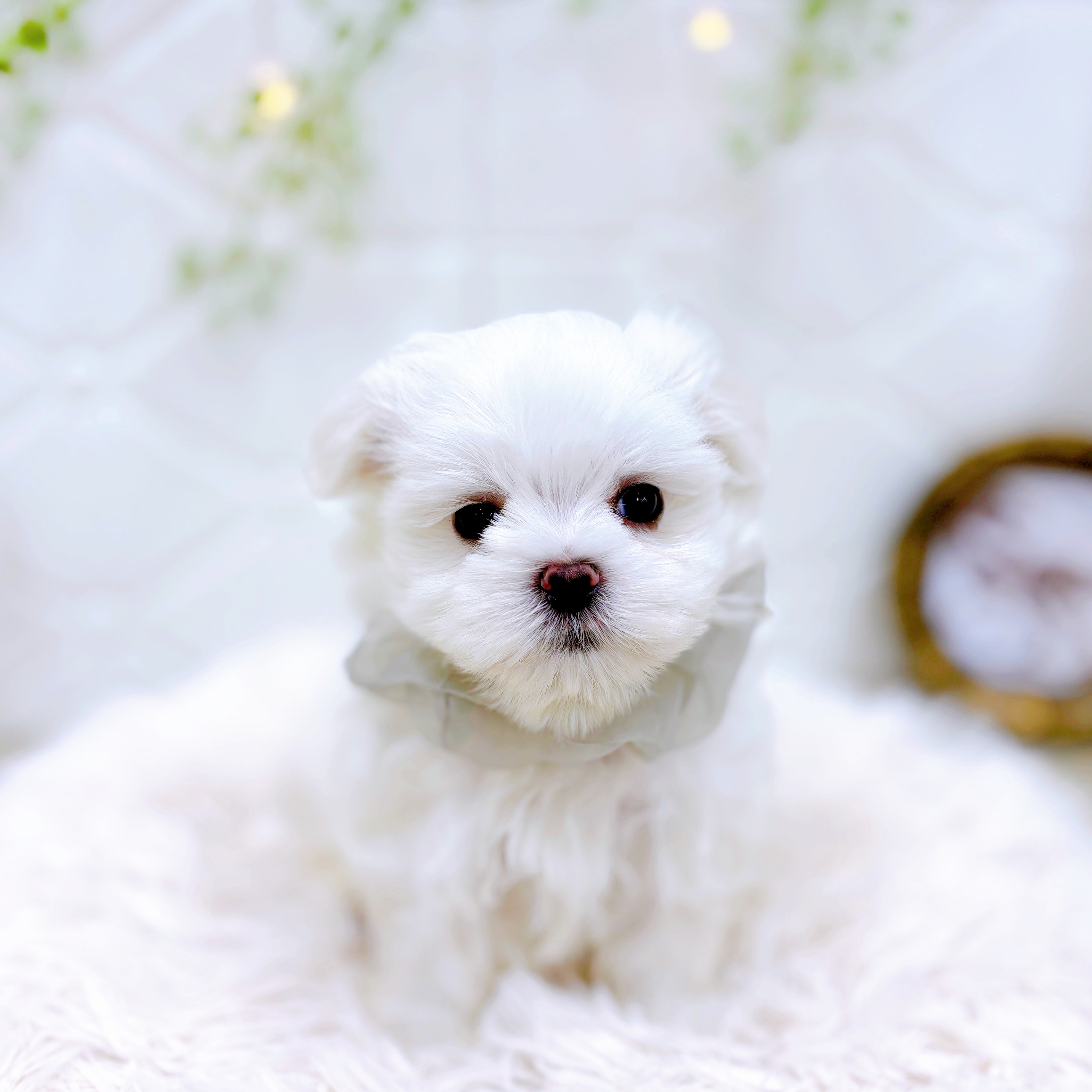 福井県のマルチーズ (犬の家＆猫の里アミーゴ福井店/2025年5月19日生まれ/男の子/ホワイト)の子犬の3枚目の画像