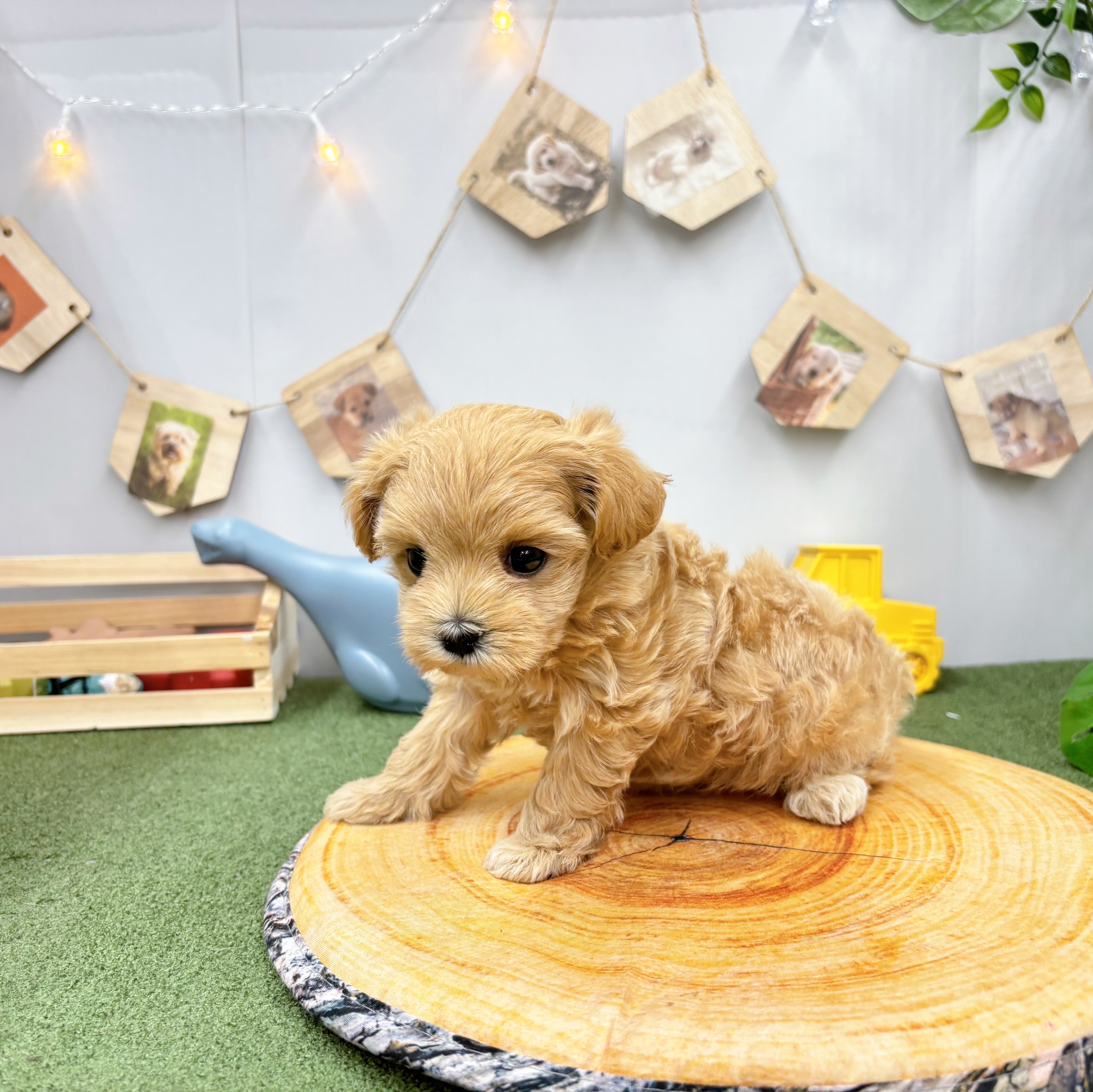 千葉県のマルプー(マルチーズ×プードル) (犬の家＆猫の里ワンズモール稲毛店/2025年5月19日生まれ/女の子/アプリコット)の子犬の3枚目の画像