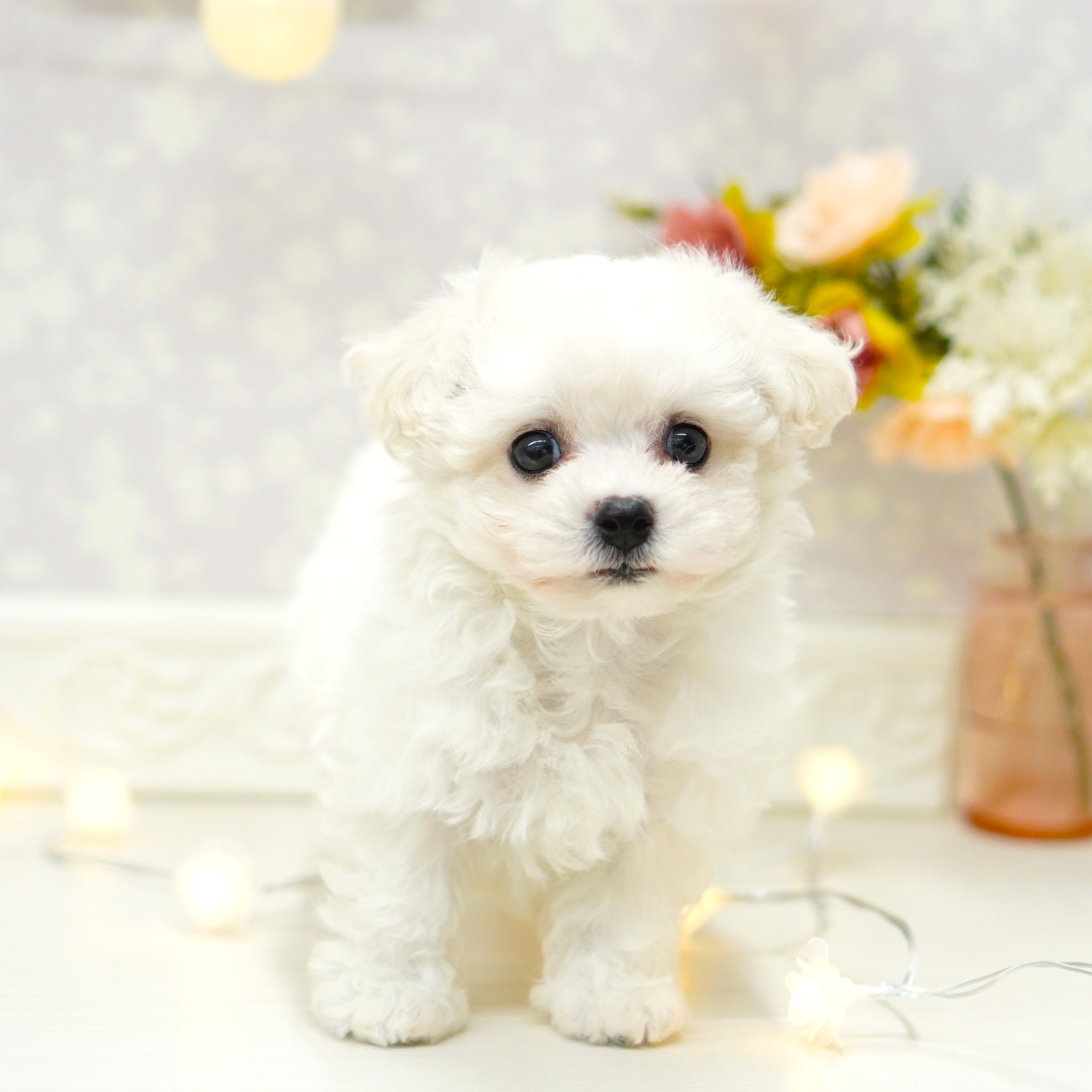 富山県のビションフリーゼ (犬の家＆猫の里アミーゴ山室店/2025年5月19日生まれ/女の子/ホワイト)の子犬の3枚目の画像