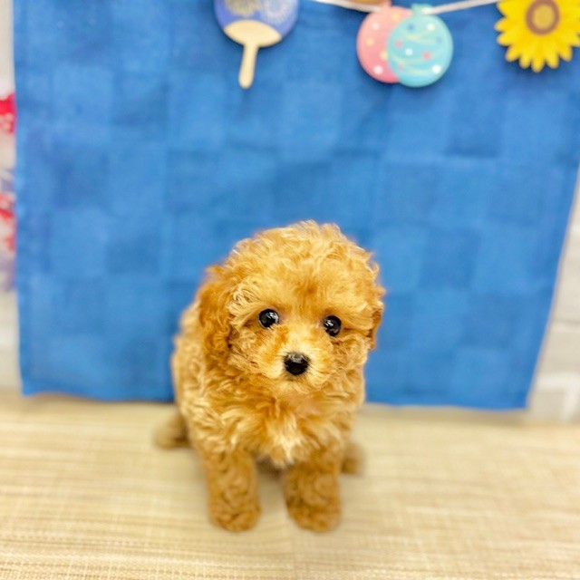 静岡県のタイニープードル (犬の家＆猫の里プレ葉ウォーク浜北店/2025年5月18日生まれ/女の子/アプリコット)の子犬の3枚目の画像