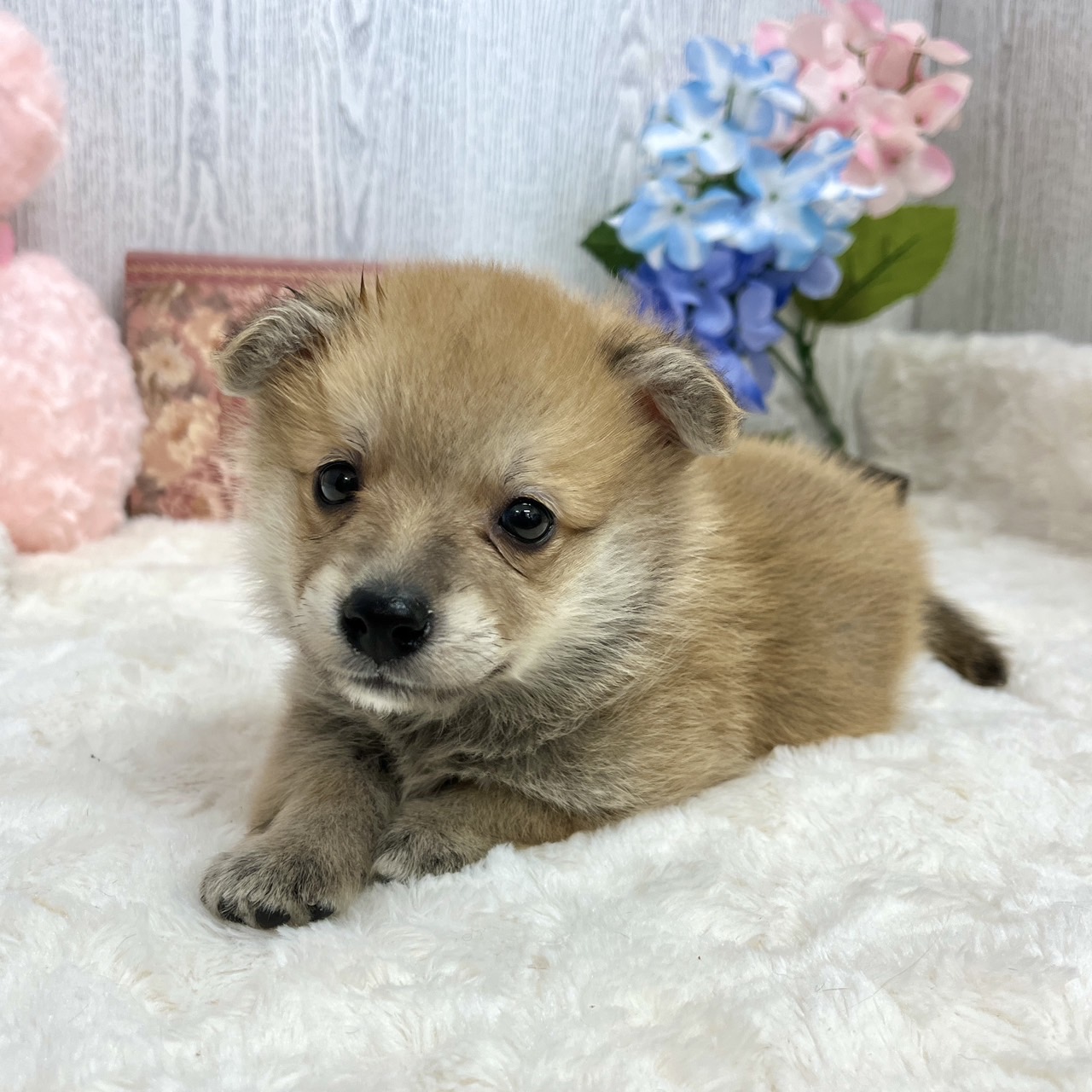 神奈川県のポメコーギー(ポメラニアン×コーギー) (犬の家＆猫の里相模原店/2025年5月20日生まれ/男の子/レッドホワイト)の子犬の3枚目の画像