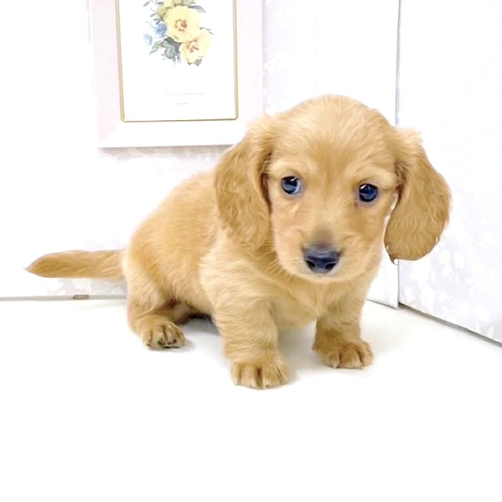 富山県のミニチュアダックスフンド(ロング) (犬の家＆猫の里アミーゴ高岡蓮花寺店/2025年5月17日生まれ/男の子/ゴールド)の子犬の3枚目の画像