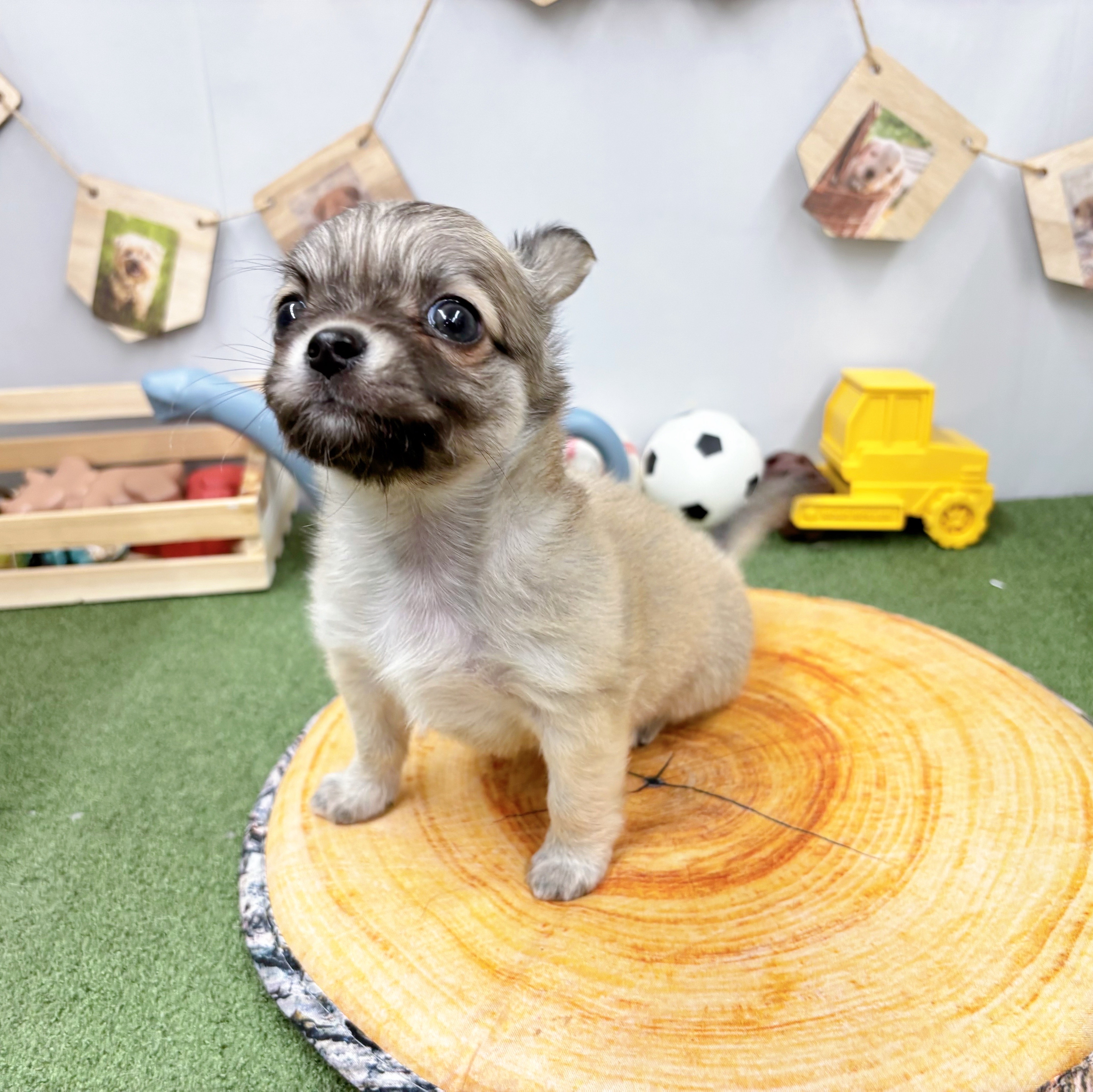 千葉県のチワワ(ロング) (犬の家＆猫の里ワンズモール稲毛店/2025年5月18日生まれ/男の子/レッド)の子犬の3枚目の画像