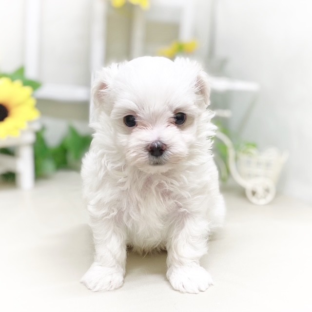 静岡県のマルチーズ (犬の家＆猫の里藤枝店/2025年5月20日生まれ/男の子/ホワイト)の子犬の3枚目の画像