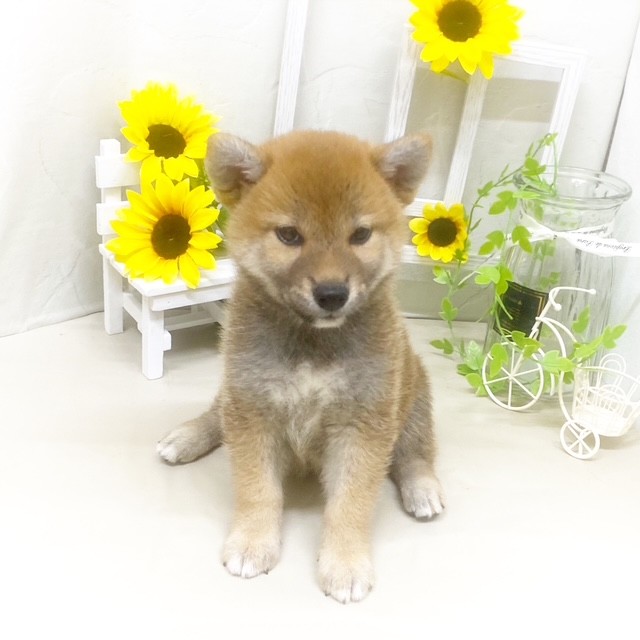 静岡県の柴犬(標準サイズ) (犬の家＆猫の里藤枝店/2025年5月19日生まれ/女の子/赤)の子犬の3枚目の画像