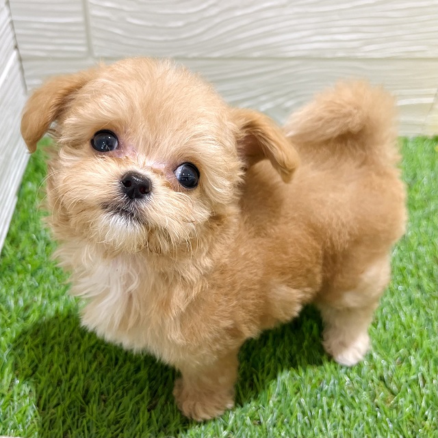 愛知県のチワプー/プーチー(チワワ×プードル) (犬の家＆猫の里豊田店/2025年5月19日生まれ/女の子/アプリコット)の子犬の1枚目の画像