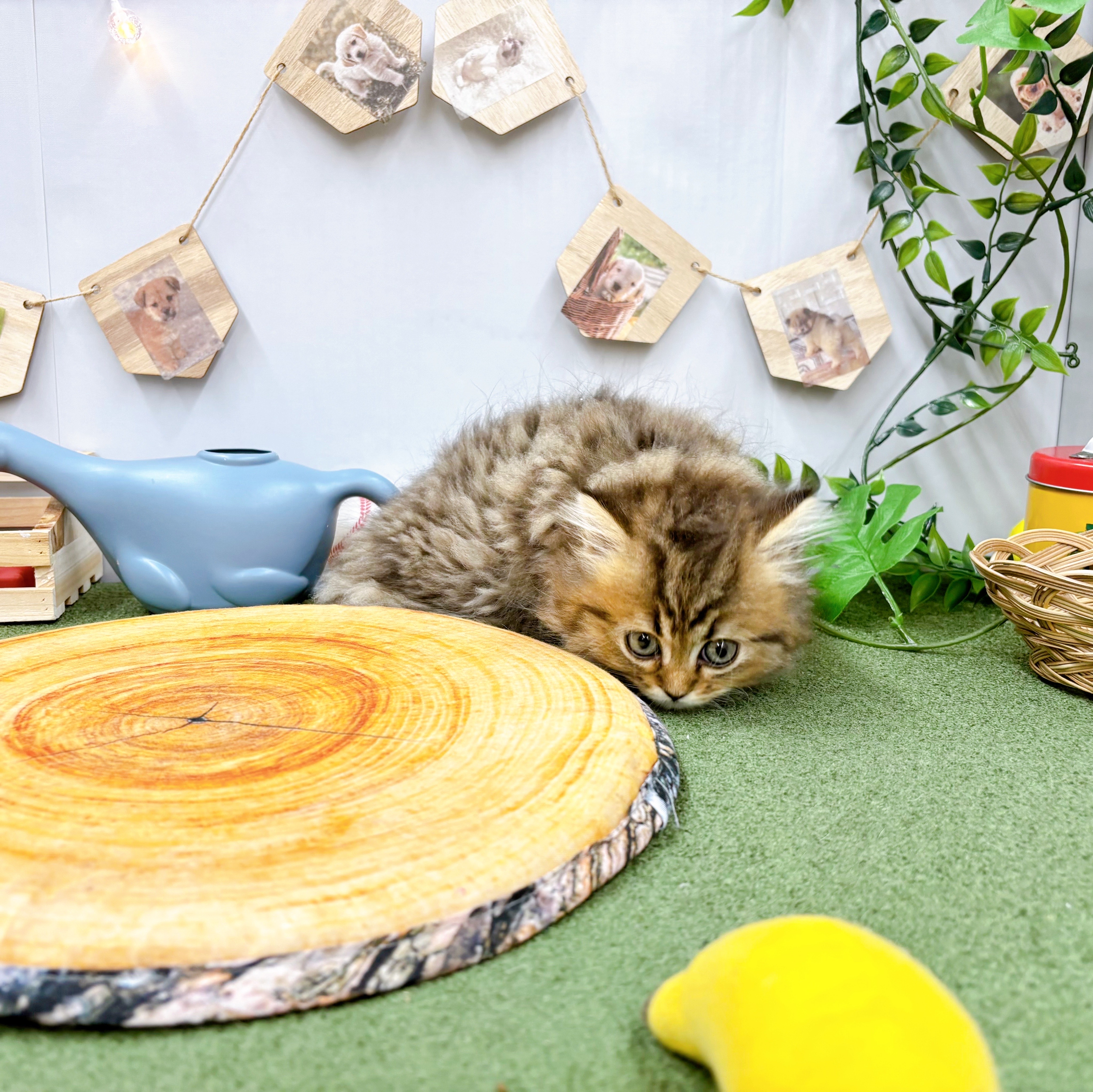 千葉県のミヌエット (犬の家＆猫の里ワンズモール稲毛店/2025年5月19日生まれ/女の子/ブラウンタビー)の子猫の3枚目の画像