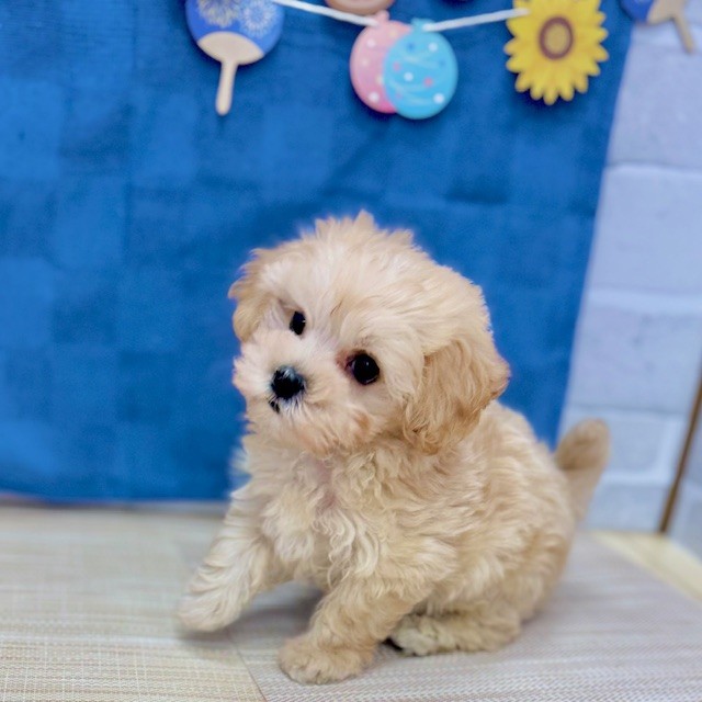 静岡県のマルプー(マルチーズ×プードル) (犬の家＆猫の里プレ葉ウォーク浜北店/2025年5月19日生まれ/男の子/クリーム)の子犬の3枚目の画像