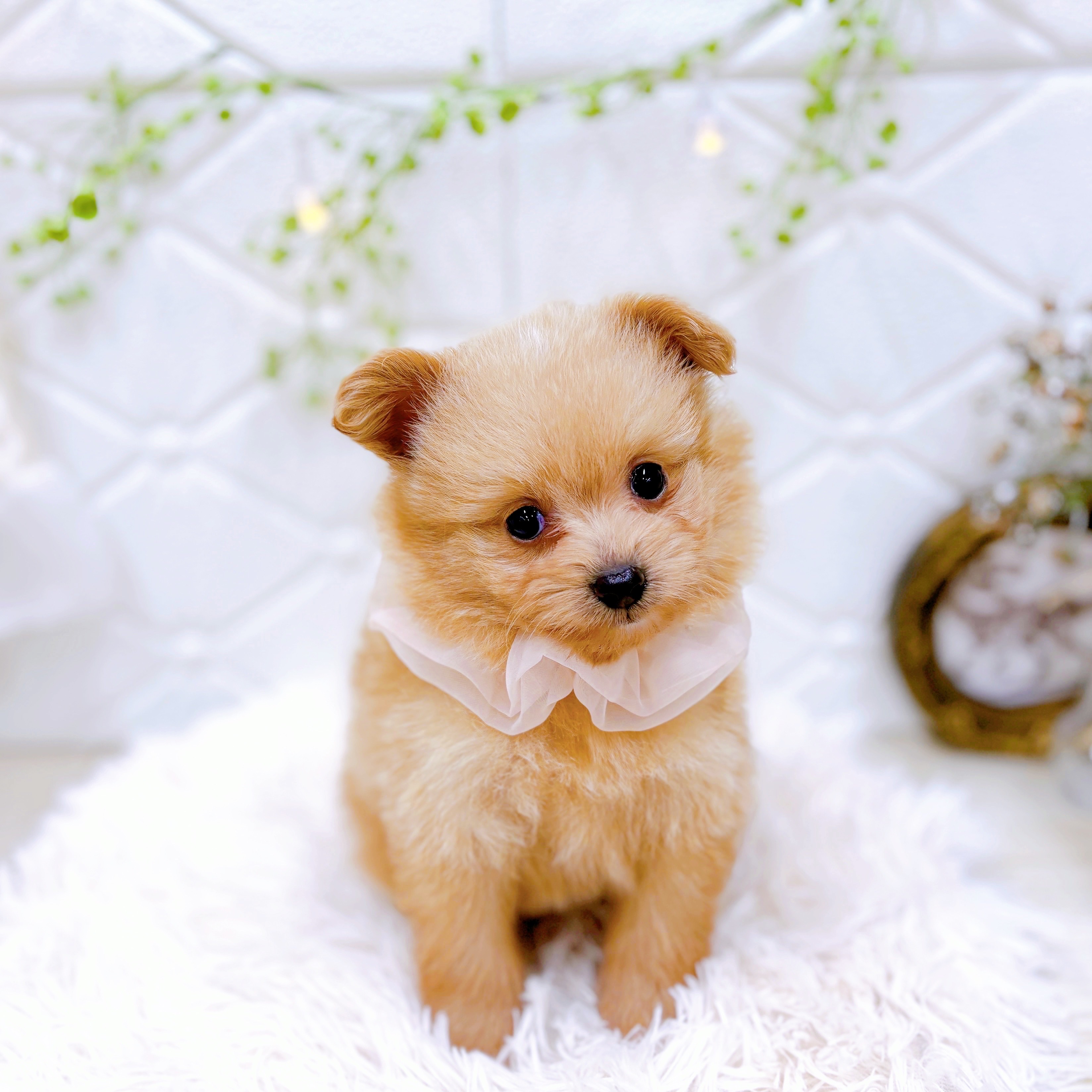 福井県のポメプー(ポメラニアン×プードル) (犬の家＆猫の里アミーゴ福井店/2025年5月15日生まれ/女の子/アプリコット)の子犬の3枚目の画像