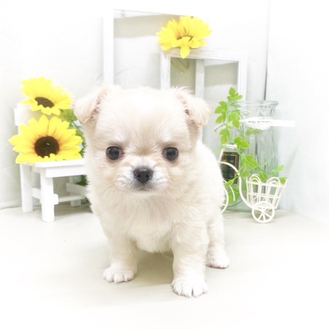 静岡県のチワワ(ロング) (犬の家＆猫の里藤枝店/2025年5月20日生まれ/女の子/クリーム)の子犬の3枚目の画像
