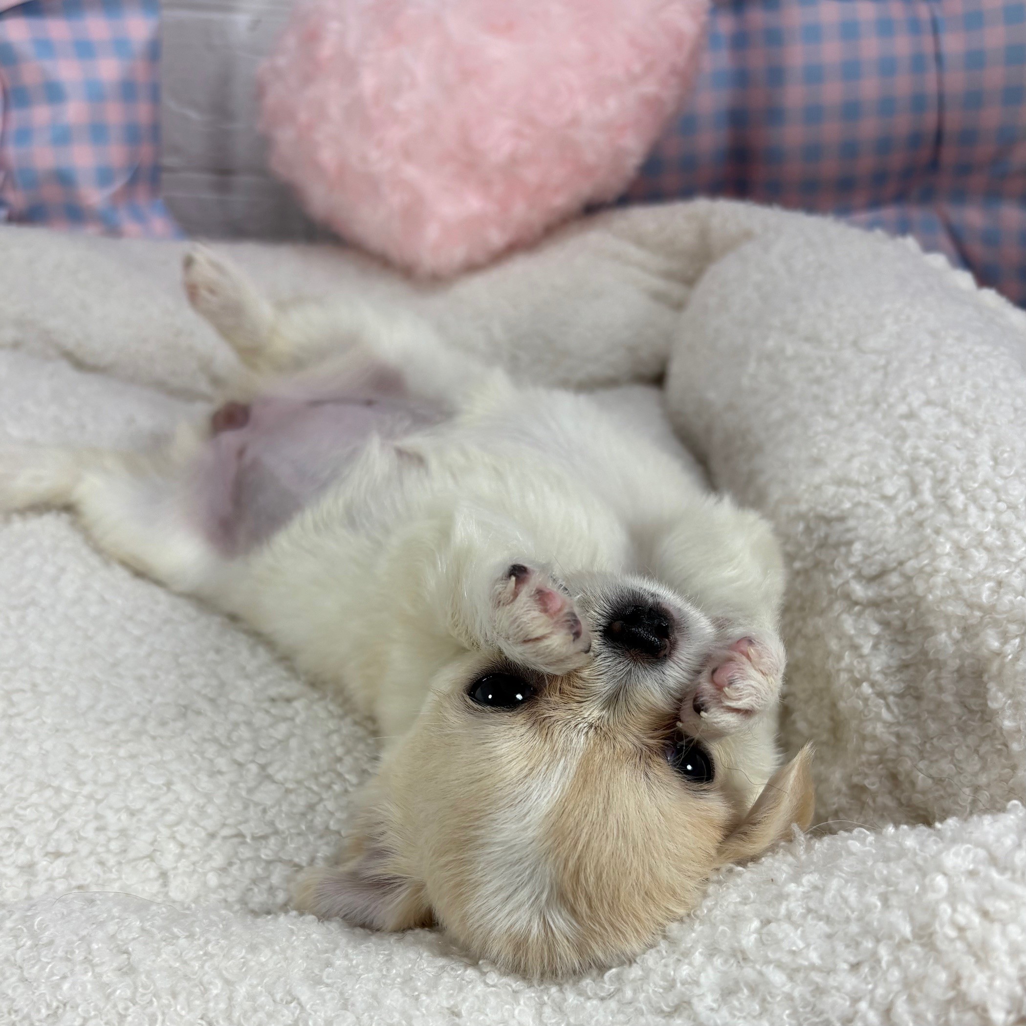 神奈川県のチワワ(ロング) (犬の家＆猫の里元住吉ブレーメン通り店/2025年5月18日生まれ/女の子/クリームホワイト)の子犬の3枚目の画像