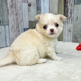 静岡県のチワワ(ロング) (犬の家＆猫の里マークイズ静岡店/2025年5月18日生まれ/男の子/クリームホワイト)の子犬の3枚目の画像