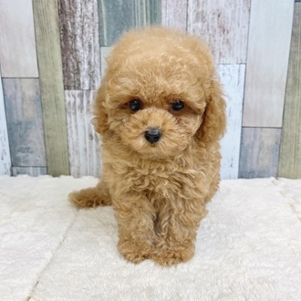 静岡県のトイプードル(トイ) (犬の家＆猫の里マークイズ静岡店/2025年5月19日生まれ/女の子/アプリコット)の子犬の3枚目の画像