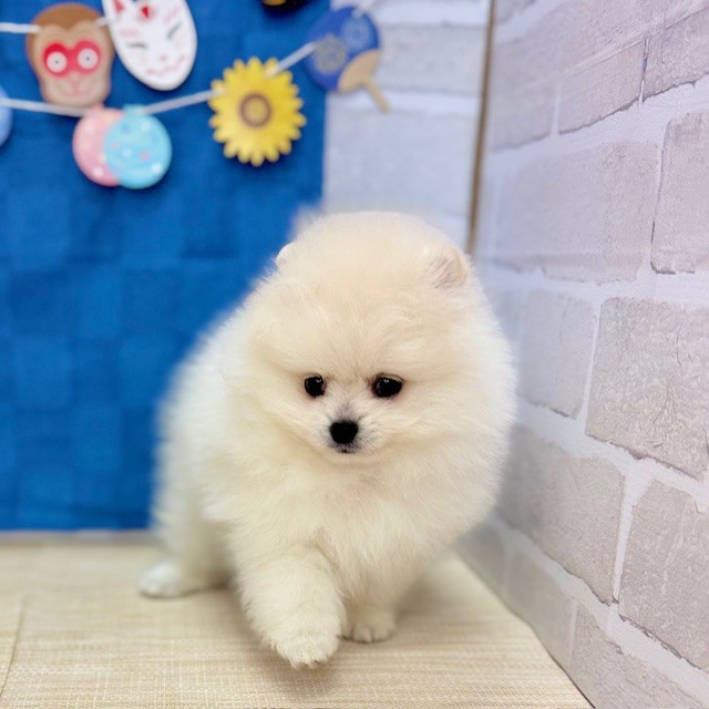 静岡県のポメラニアン (犬の家＆猫の里プレ葉ウォーク浜北店/2025年5月18日生まれ/女の子/クリーム)の子犬の3枚目の画像