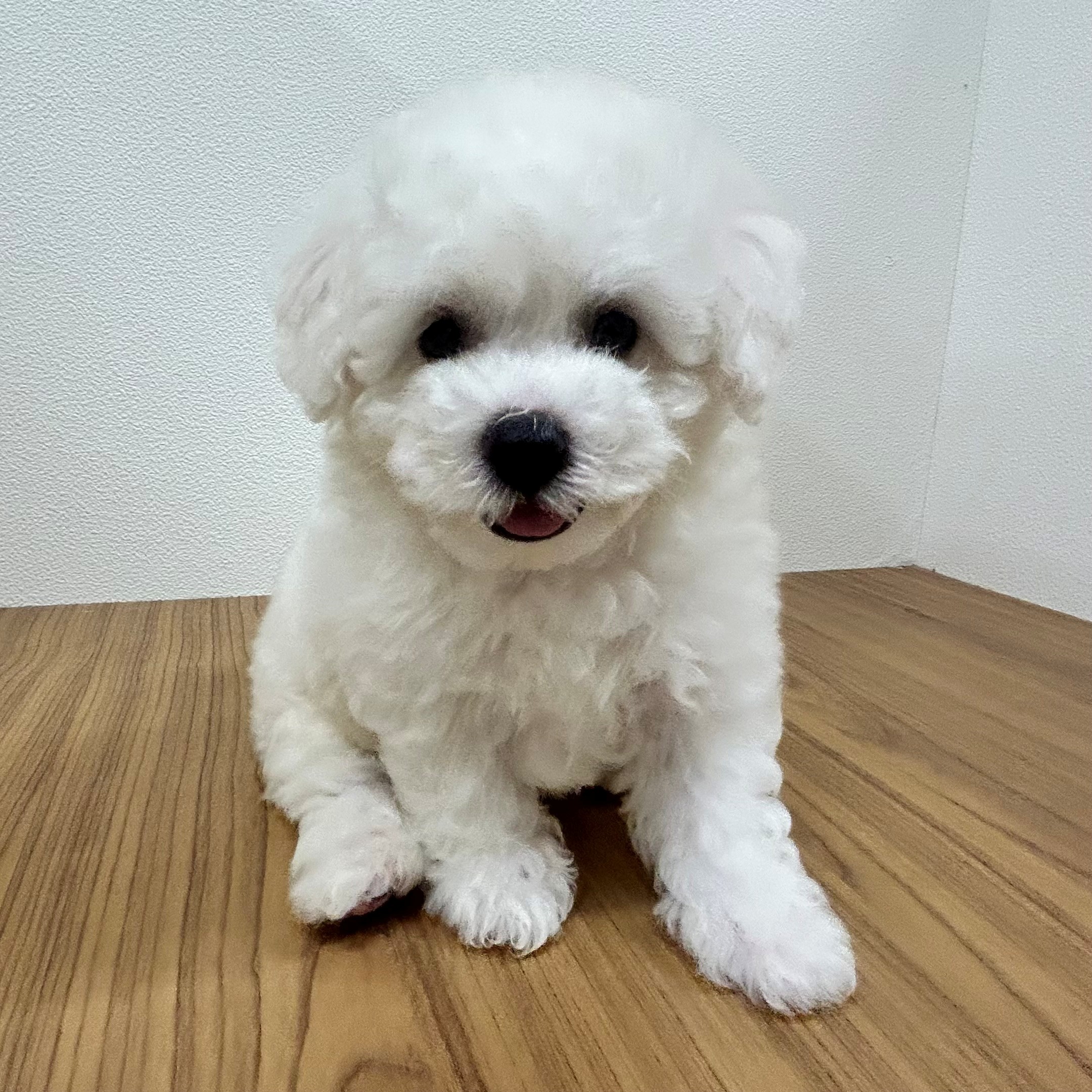 福岡県のビションフリーゼ (犬の家＆猫の里トリアス久山店/2025年5月20日生まれ/男の子/ホワイト)の子犬の3枚目の画像