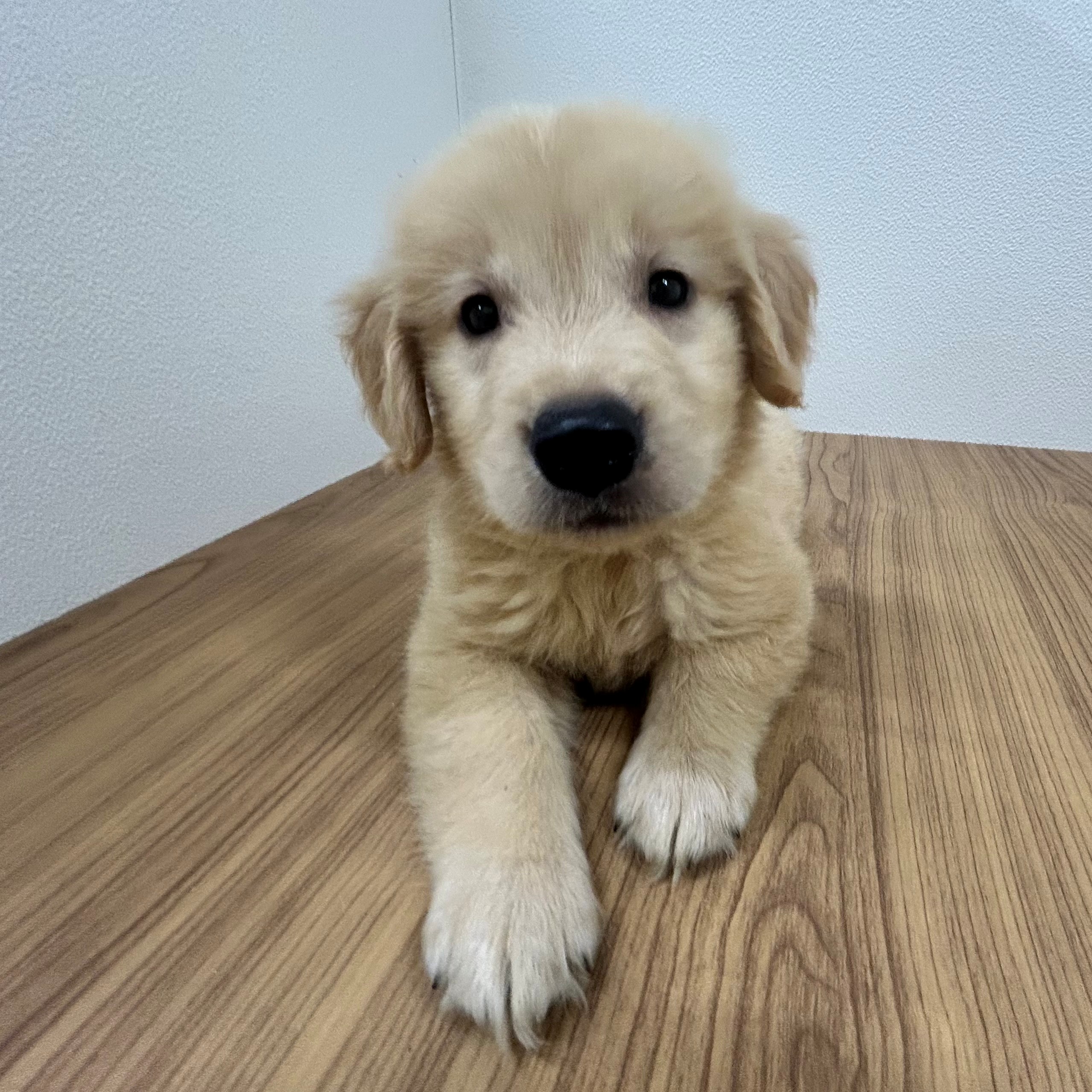 福岡県のゴールデンレトリバー (犬の家＆猫の里トリアス久山店/2025年5月20日生まれ/男の子/ゴールデン)の子犬の3枚目の画像