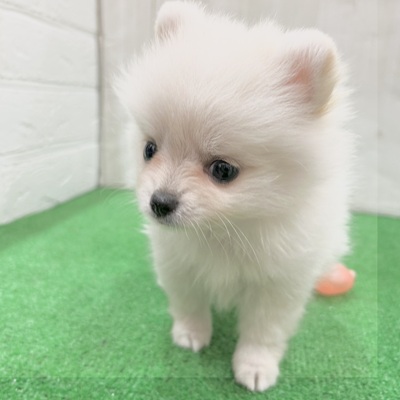 三重県のポメチワ/チワポメ/ポメチー(ポメラニアン×チワワ) (犬の家＆猫の里三重桑名店/2025年5月20日生まれ/女の子/クリームホワイト)の子犬の3枚目の画像