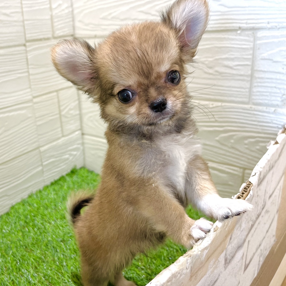 愛知県のチワワ(ロング) (犬の家＆猫の里豊田店/2025年5月19日生まれ/男の子/レッドホワイト)の子犬の3枚目の画像