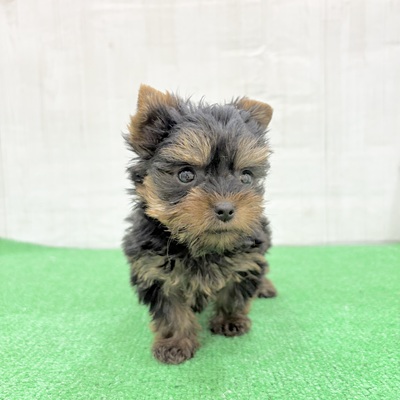 三重県のヨークシャーテリア (犬の家＆猫の里三重桑名店/2025年5月21日生まれ/女の子/スチールブルータン)の子犬の3枚目の画像