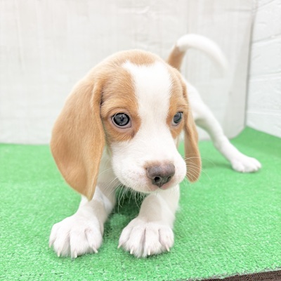 三重県のビーグル (犬の家＆猫の里三重桑名店/2025年5月20日生まれ/男の子/レモンホワイト)の子犬の3枚目の画像
