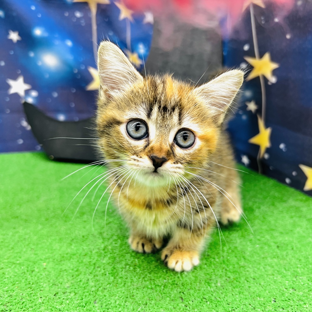 愛知県のマンチカン (犬の家＆猫の里名古屋天白店/2025年5月13日生まれ/女の子/ブラウンタビー)の子猫の3枚目の画像