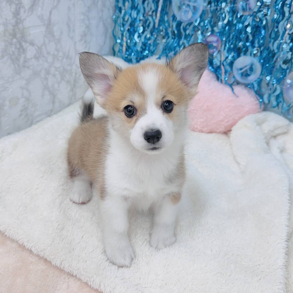 愛知県のウェルシュコーギーペンブローク (犬の家＆猫の里エアポートウォーク店/2025年5月18日生まれ/女の子/レッドホワイト)の子犬の3枚目の画像