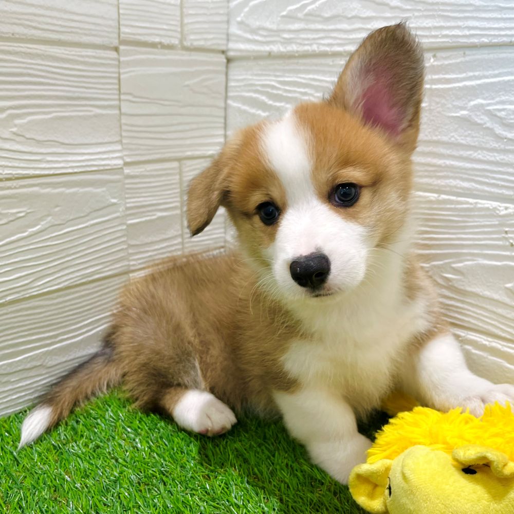 愛知県のウェルシュコーギーペンブローク (犬の家＆猫の里豊田店/2025年5月21日生まれ/男の子/レッドホワイト)の子犬の3枚目の画像