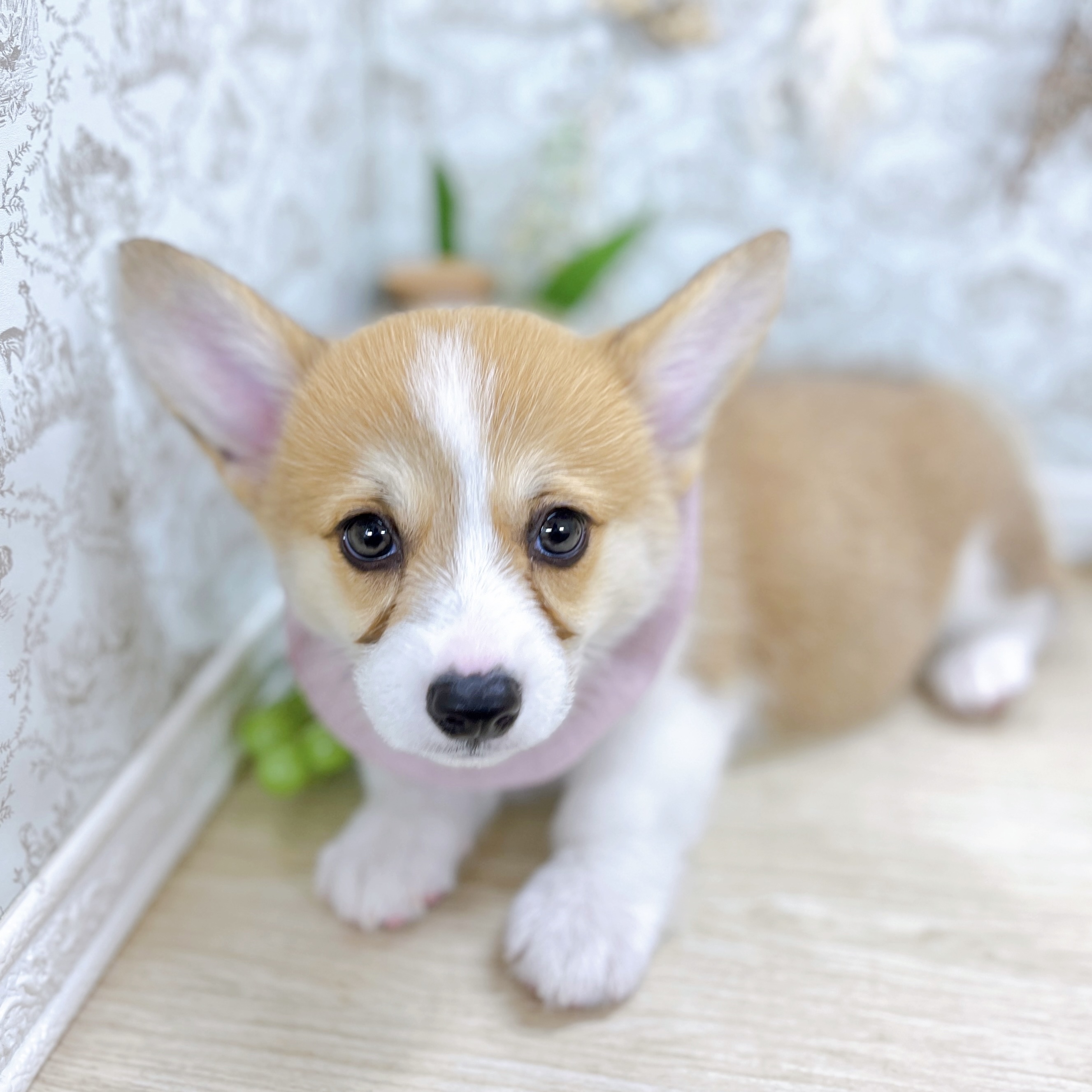福井県のウェルシュコーギーペンブローク (犬の家＆猫の里アミーゴ福井大和田店/2025年5月21日生まれ/女の子/レッドホワイト)の子犬の3枚目の画像