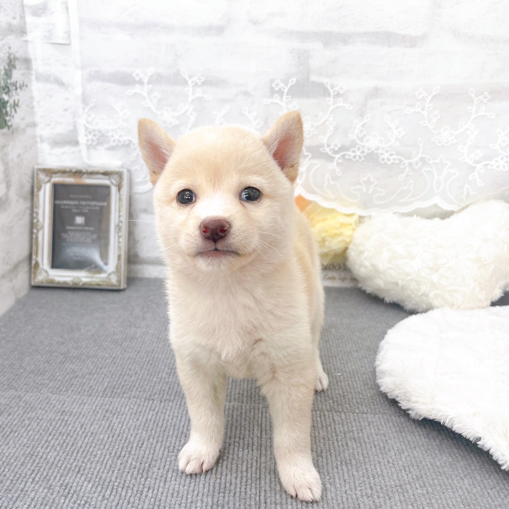京都府の柴犬(標準サイズ) (犬の家＆猫の里京都樟葉店/2025年5月21日生まれ/女の子/淡赤)の子犬の3枚目の画像