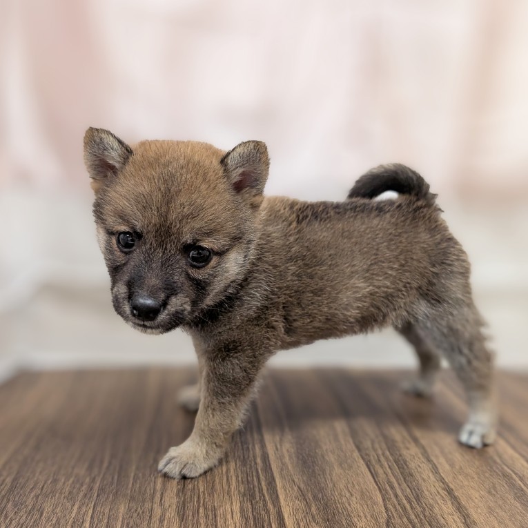 兵庫県の豆柴 (犬の家＆猫の里カナート西神戸店/2025年5月18日生まれ/男の子/赤)の子犬の3枚目の画像