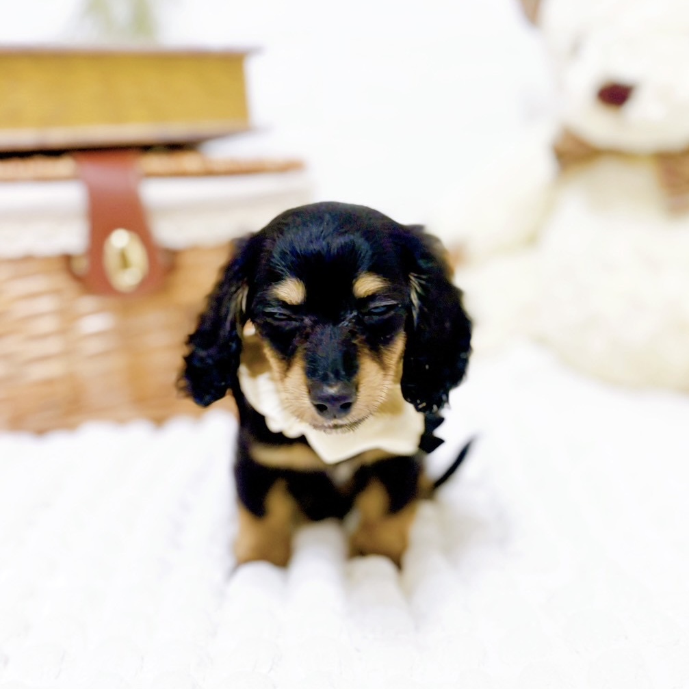 滋賀県のミニチュアダックスフンド(ロング) (犬の家＆猫の里近江八幡店/2025年5月20日生まれ/女の子/ブラックタン)の子犬の3枚目の画像