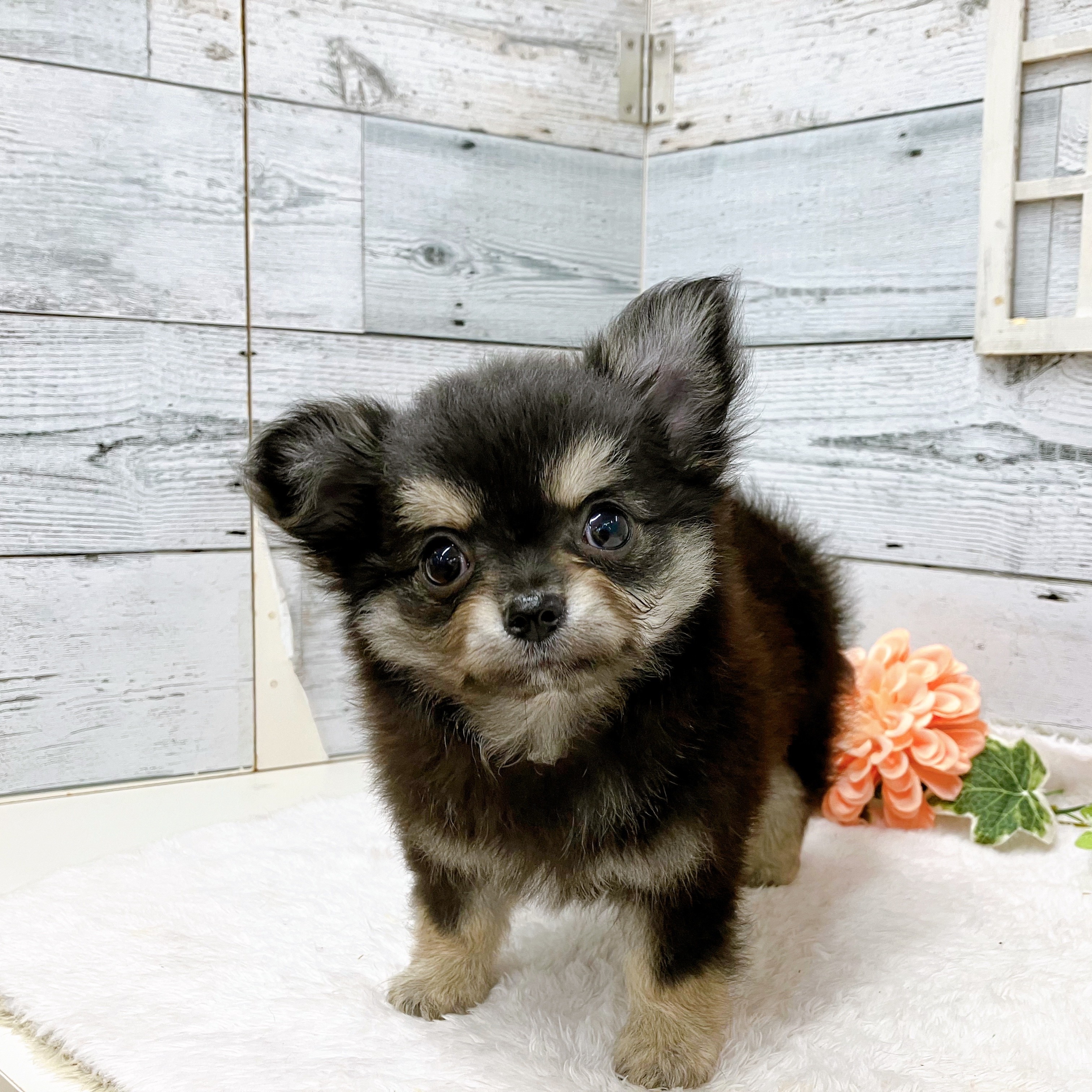 石川県のチワワ(ロング) (犬の家＆猫の里アミーゴ金沢おこばた店/2025年5月21日生まれ/男の子/ブラッククリーム)の子犬の3枚目の画像