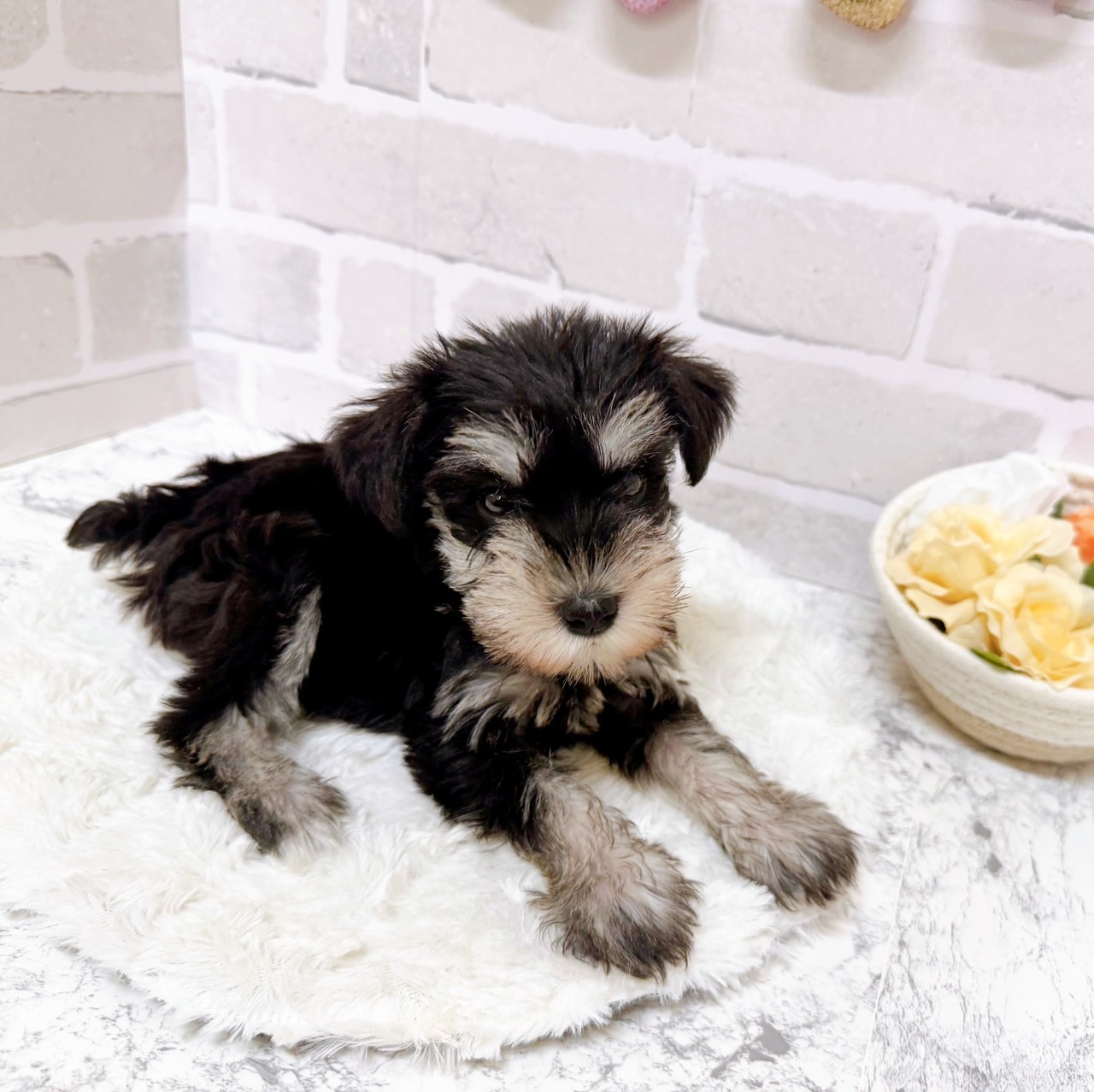 京都府のミニチュアシュナウザー (犬の家＆猫の里京都精華店/2025年5月22日生まれ/女の子/ブラックシルバー)の子犬の3枚目の画像