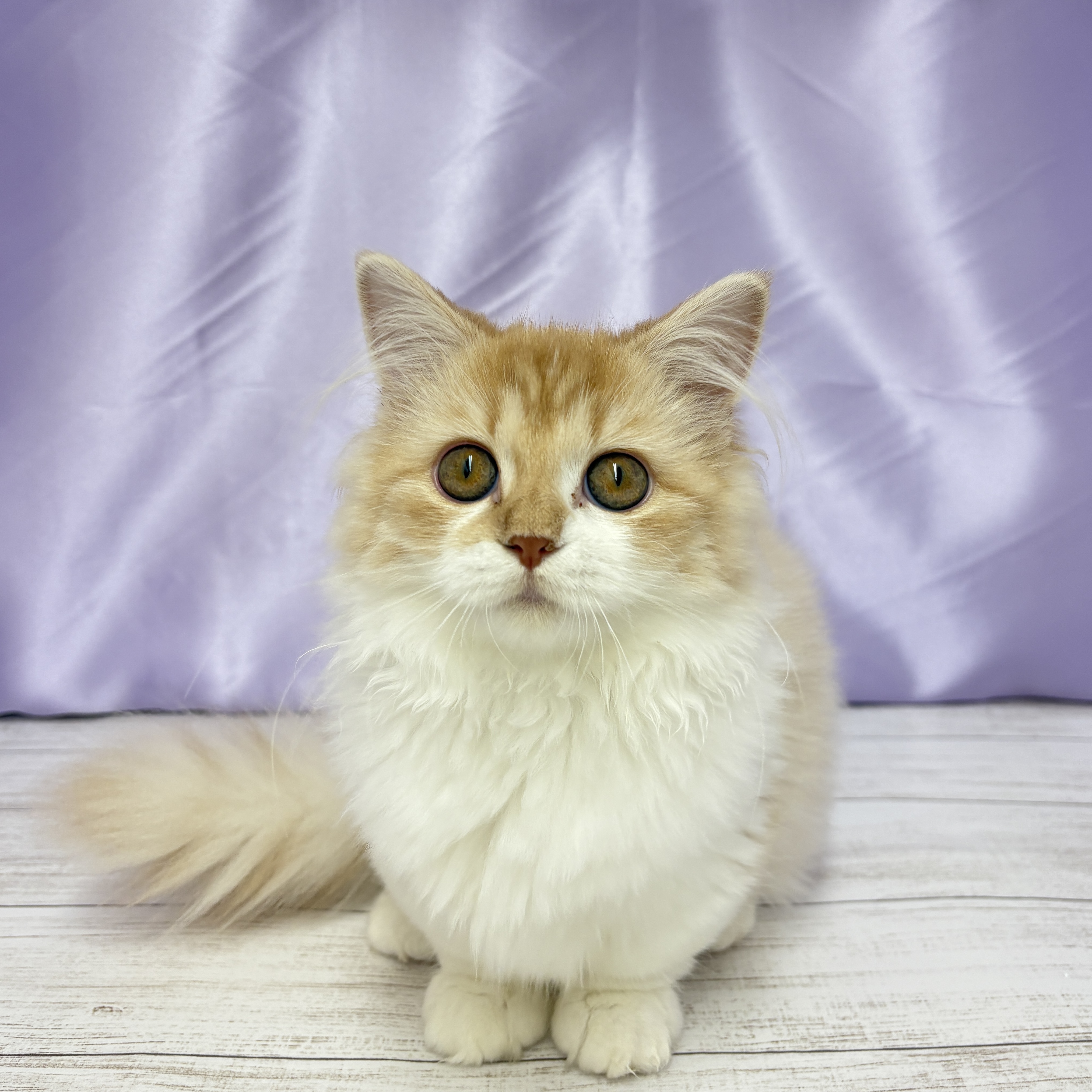 兵庫県のマンチカン (犬の家＆猫の里尼崎店/2025年5月19日生まれ/女の子/レッドタビーホワイト)の子猫の1枚目の画像