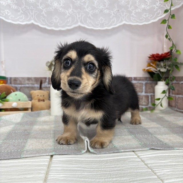 愛知県のミニチュアダックスフンド(ロング) (犬の家＆猫の里碧南店/2025年5月22日生まれ/男の子/ブラックイエロー)の子犬の1枚目の画像